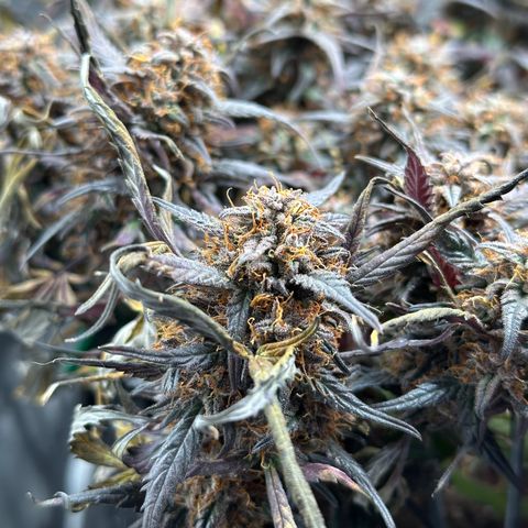 Mimosa Auto 🍊🥂 growlog timeline photo