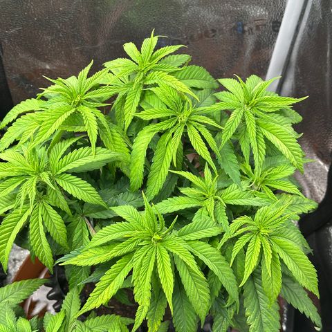 Pineapple Express 🍍 growlog timeline photo
