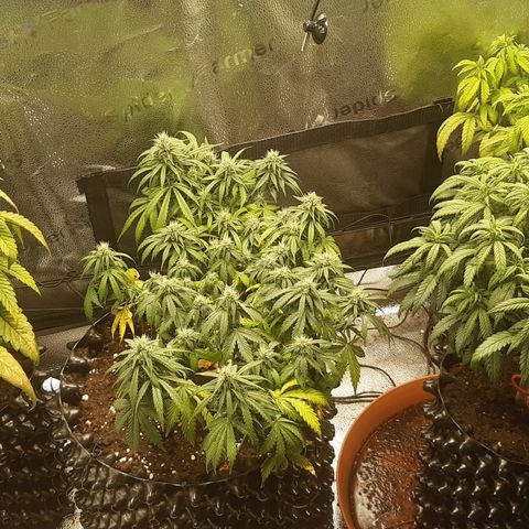Lemon Cherry Gelato 🍋🍒 growlog timeline photo