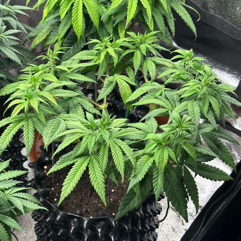 Watermelon Zkittlez 🍉🍭 growlog timeline photo