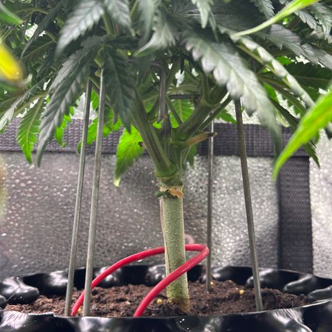 Lemon Cherry Gelato 🍋🍒 growlog timeline photo