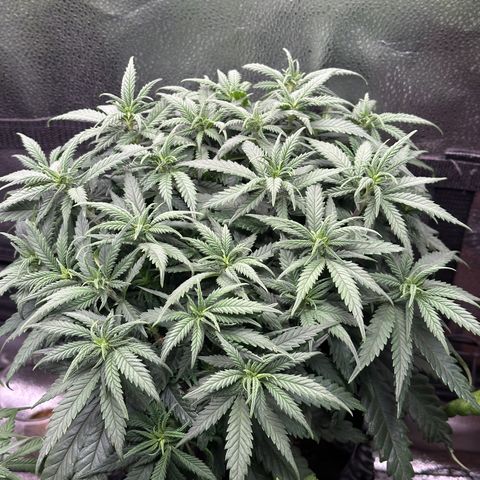 Lemon Cherry Gelato 🍋🍒 growlog timeline photo