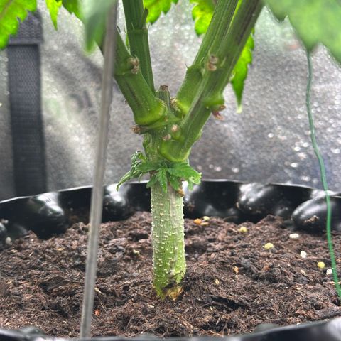 Pineapple Express 🍍 growlog timeline photo