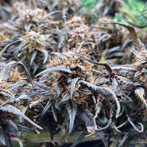 Mimosa Auto 🍊🥂 growlog timeline photo