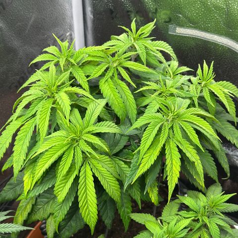 Pineapple Express 🍍 growlog timeline photo