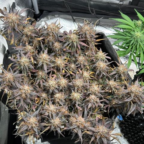Mimosa Auto 🍊🥂 growlog timeline photo