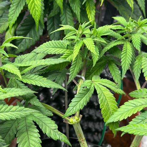 Watermelon Zkittlez 🍉🍭 growlog timeline photo