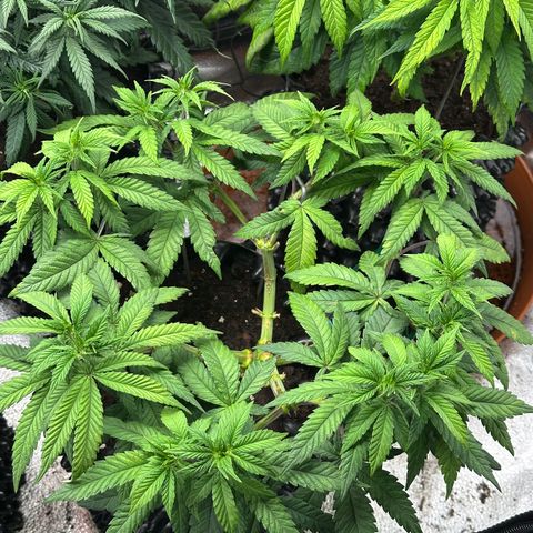 Watermelon Zkittlez 🍉🍭 growlog timeline photo