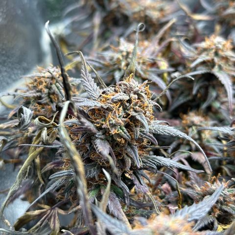 Mimosa Auto 🍊🥂 growlog timeline photo