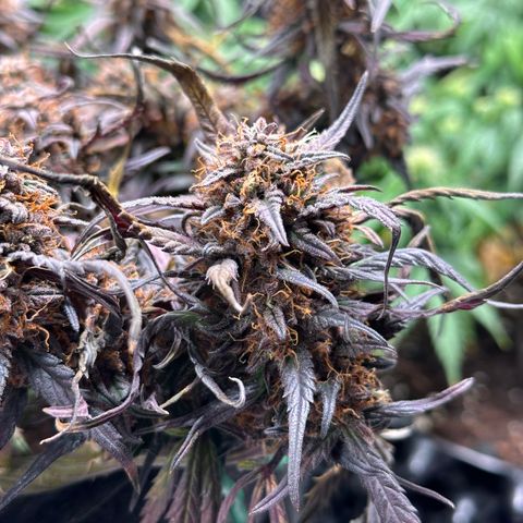 Mimosa Auto 🍊🥂 growlog timeline photo