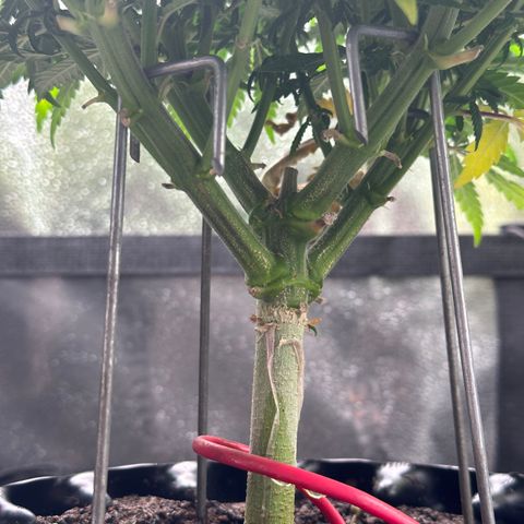 Lemon Cherry Gelato 🍋🍒 growlog timeline photo