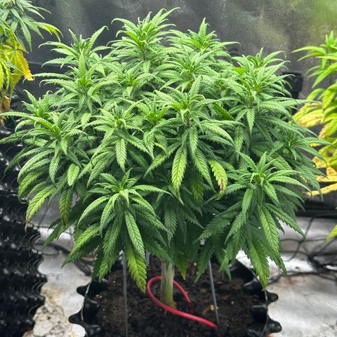 Lemon Cherry Gelato 🍋🍒 growlog timeline photo