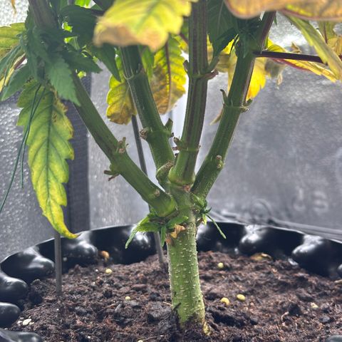 Pineapple Express 🍍 growlog timeline photo