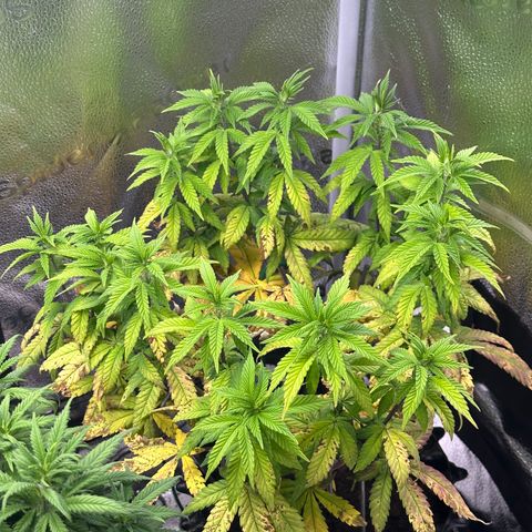Watermelon Zkittlez 🍉🍭 growlog timeline photo