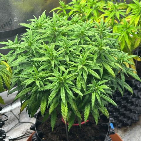 Lemon Cherry Gelato 🍋🍒 growlog timeline photo