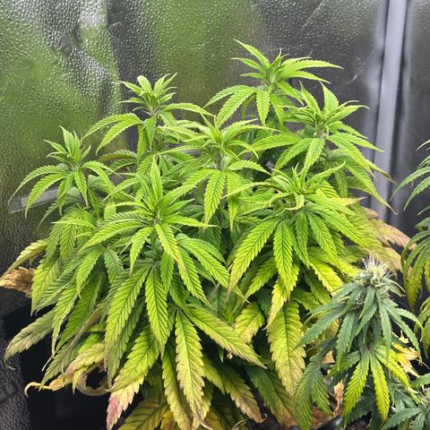 Pineapple Express 🍍 growlog timeline photo
