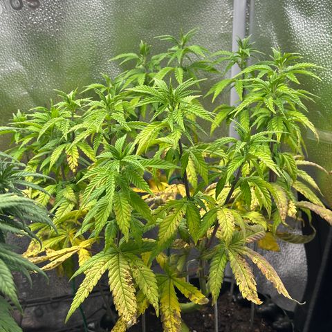 Watermelon Zkittlez 🍉🍭 growlog timeline photo