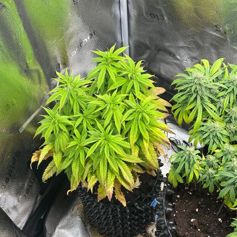 Pineapple Express 🍍 growlog timeline photo