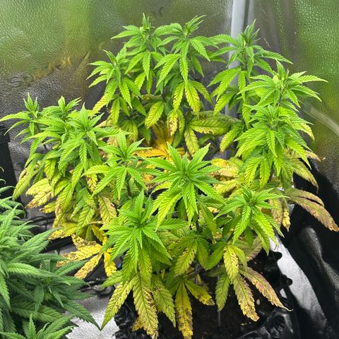 Watermelon Zkittlez 🍉🍭 growlog timeline photo