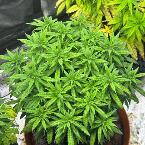 Lemon Cherry Gelato 🍋🍒 growlog timeline photo