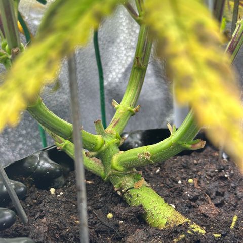 Watermelon Zkittlez 🍉🍭 growlog timeline photo