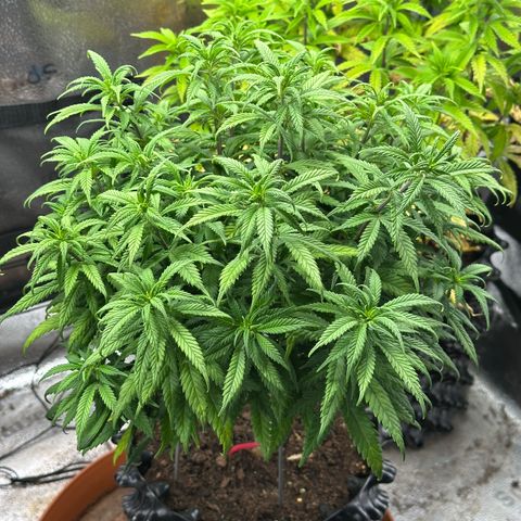 Lemon Cherry Gelato 🍋🍒 growlog timeline photo