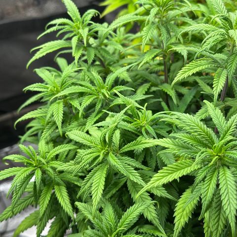 Lemon Cherry Gelato 🍋🍒 growlog timeline photo