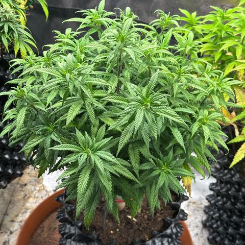 Lemon Cherry Gelato 🍋🍒 growlog timeline photo