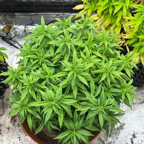 Lemon Cherry Gelato 🍋🍒 growlog timeline photo