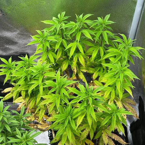 Watermelon Zkittlez 🍉🍭 growlog timeline photo