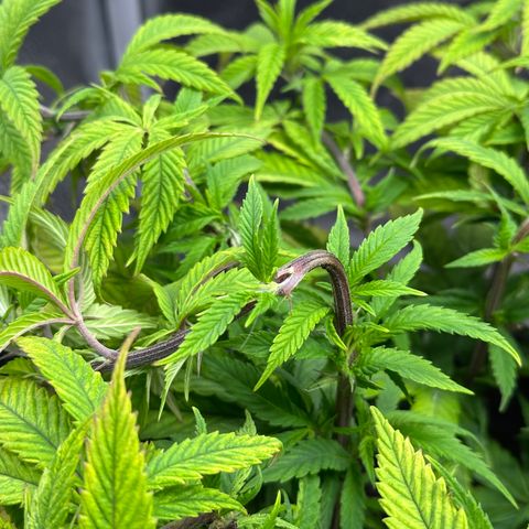 Pineapple Express 🍍 growlog timeline photo
