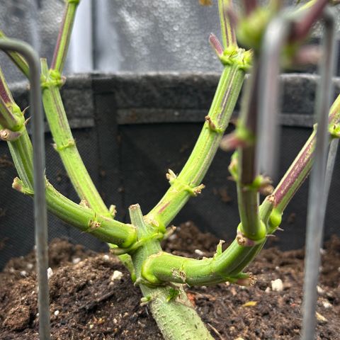 Watermelon Zkittlez 🍉🍭 growlog timeline photo