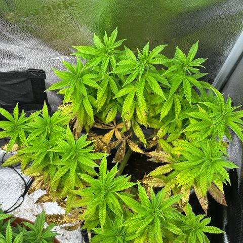 Watermelon Zkittlez 🍉🍭 growlog timeline photo