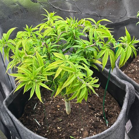 Pineapple Express 🍍 growlog timeline photo