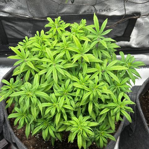 Lemon Cherry Gelato 🍋🍒 growlog timeline photo