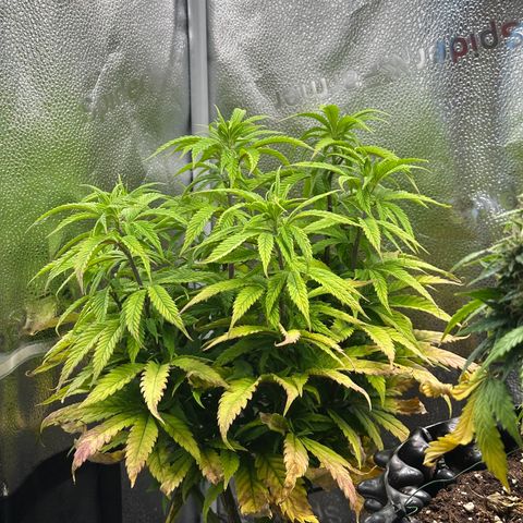 Pineapple Express 🍍 growlog timeline photo