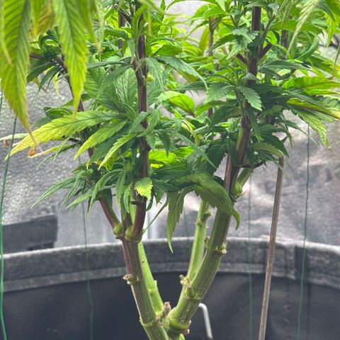 Pineapple Express 🍍 growlog timeline photo