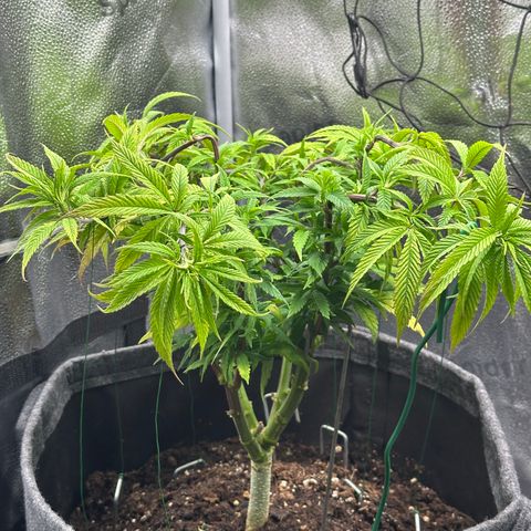 Pineapple Express 🍍 growlog timeline photo