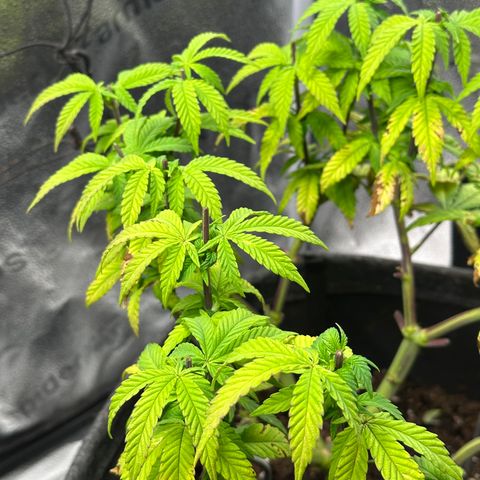 Watermelon Zkittlez 🍉🍭 growlog timeline photo