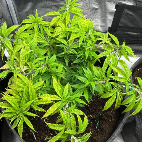 Pineapple Express 🍍 growlog timeline photo