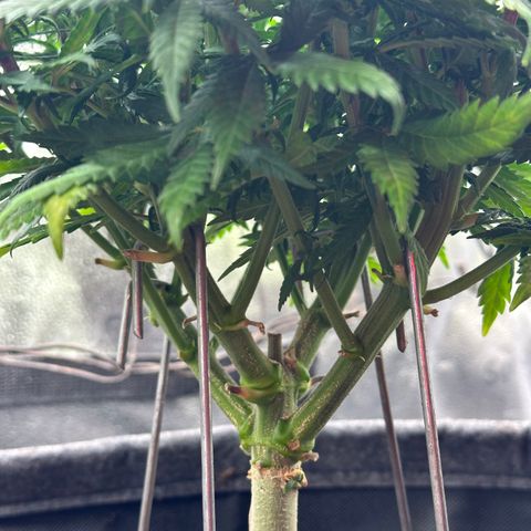 Lemon Cherry Gelato 🍋🍒 growlog timeline photo