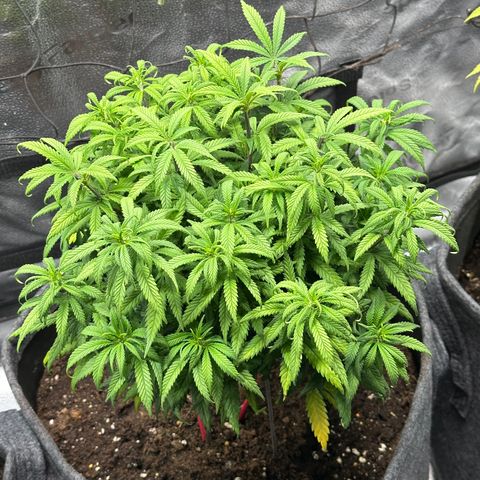 Lemon Cherry Gelato 🍋🍒 growlog timeline photo
