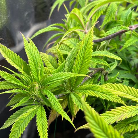 Pineapple Express 🍍 growlog timeline photo