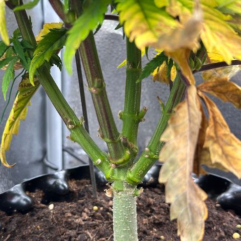 Pineapple Express 🍍 growlog timeline photo