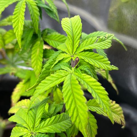 Watermelon Zkittlez 🍉🍭 growlog timeline photo