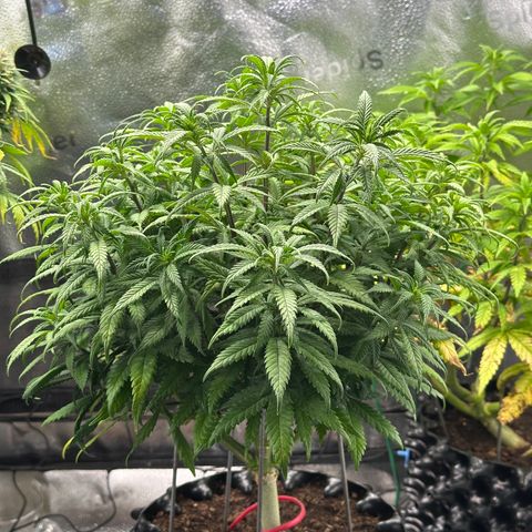 Lemon Cherry Gelato 🍋🍒 growlog timeline photo