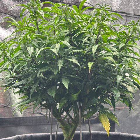 Lemon Cherry Gelato 🍋🍒 growlog timeline photo