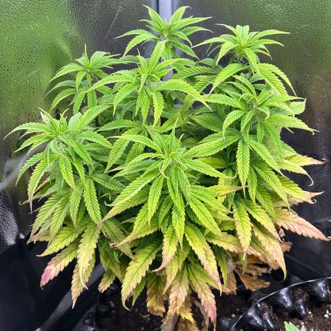 Pineapple Express 🍍 growlog timeline photo