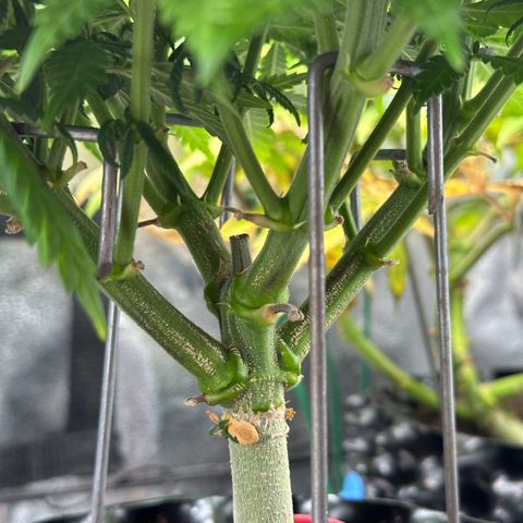 Lemon Cherry Gelato 🍋🍒 growlog timeline photo