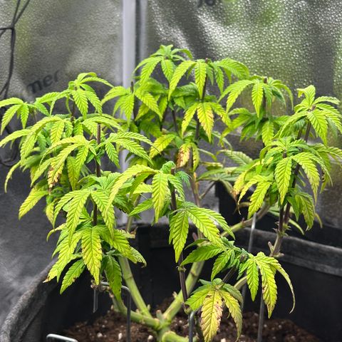 Watermelon Zkittlez 🍉🍭 growlog timeline photo